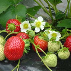 Strawberry plant 'Maestro'